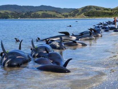 Varias causas conducen a los cetáceos a una muerte agónica en las playas, pero el suicidio no es una de ellas
