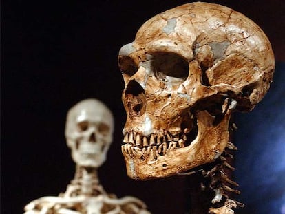 Reconstrucción de un esqueleto de neandertal (derecha) y otro de un hombre moderno, de una exhibición sobre Atapuerca en el Museo de Historia Natural de Nueva York.