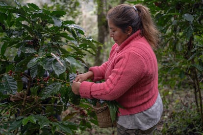 La productora Angélica Sarmiento corta los frutos del café en la finca Micaela, en Xico (Veracruz), en enero de 2025.