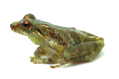  Esta especie de rana (Pristimantis sp.), a menudo conocida como rana ladrona o rana de lluvia, es uno de los tres nuevos anfibios descubiertos en la expedición RAP. Con alrededor de 600 especies descritas, este género de ranas es el más diverso entre todos los vertebrados del mundo.