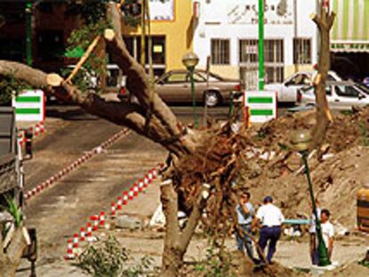 Tala de árboles en Torremolinos