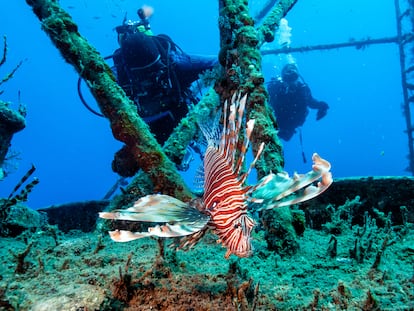 Reportaje sobre la invasión del pez león (Pterois antennata) en Chipre procendente del Mar Rojo. Carlos Jiménez, biólogo Marino, estudia al pez león en el Mediterráneo.