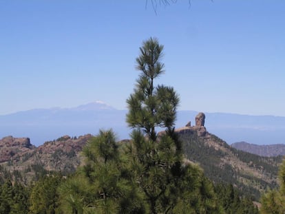 Vistas del Roque Nublo y del Teide (en la isla de Tenerife), desde el sendero S-51.