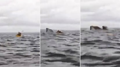 Andrin Simancas momentos antes de ser tragado momentneamente por una ballena jorobada en Punta Arenas, Chile, el 8 de febrero.