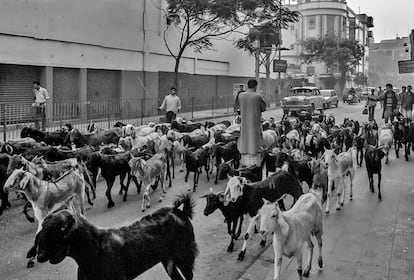 Los animales son usuarios habituales de las calles en las principales ciudades indias. En esta céntrica calle de Calcuta las cabras conviven con los vehículos dificultando un tráfico ya de por si lento y caótico. 
