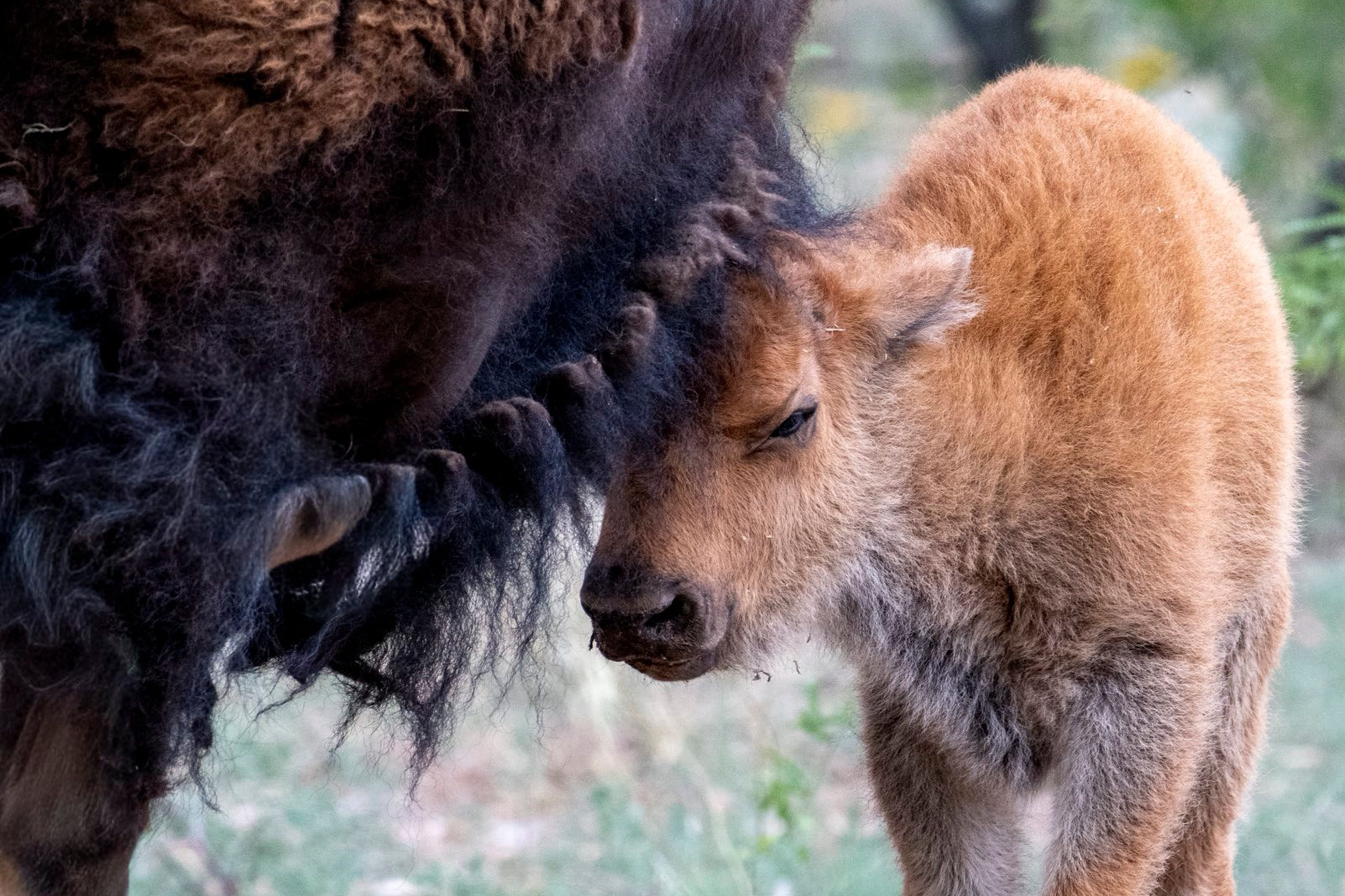 El bisonte americano reaparece en Sonora con una nueva cría tras dos siglos de ausencia