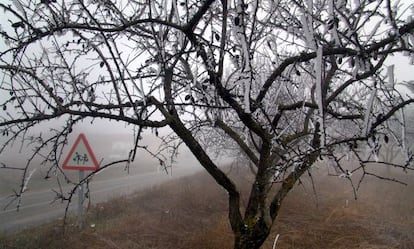 Helada en los olivos de LLeida.