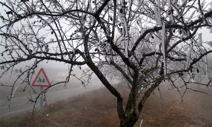 Helada en los olivos de LLeida. 