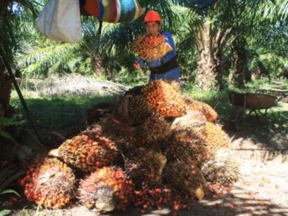 México se enfrenta al reto de evitar la deforestación que las plantaciones de palma han producido en países asiáticos y africanos.