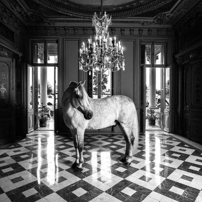 Dicen que el caballo español es un caballo de reyes. Nada mejor entonces que retratarlos en un palacio. 'Zalamero', de capa torda (la más común de los caballos PRE, de pelo gris que torna blanco), en uno de los salones del palacio proyectado por Charles Garnier (autor de la Ópera de París) en el recinto de la Real Escuela Andaluza del Arte Ecuestre, en Jerez de la Frontera (Cádiz).