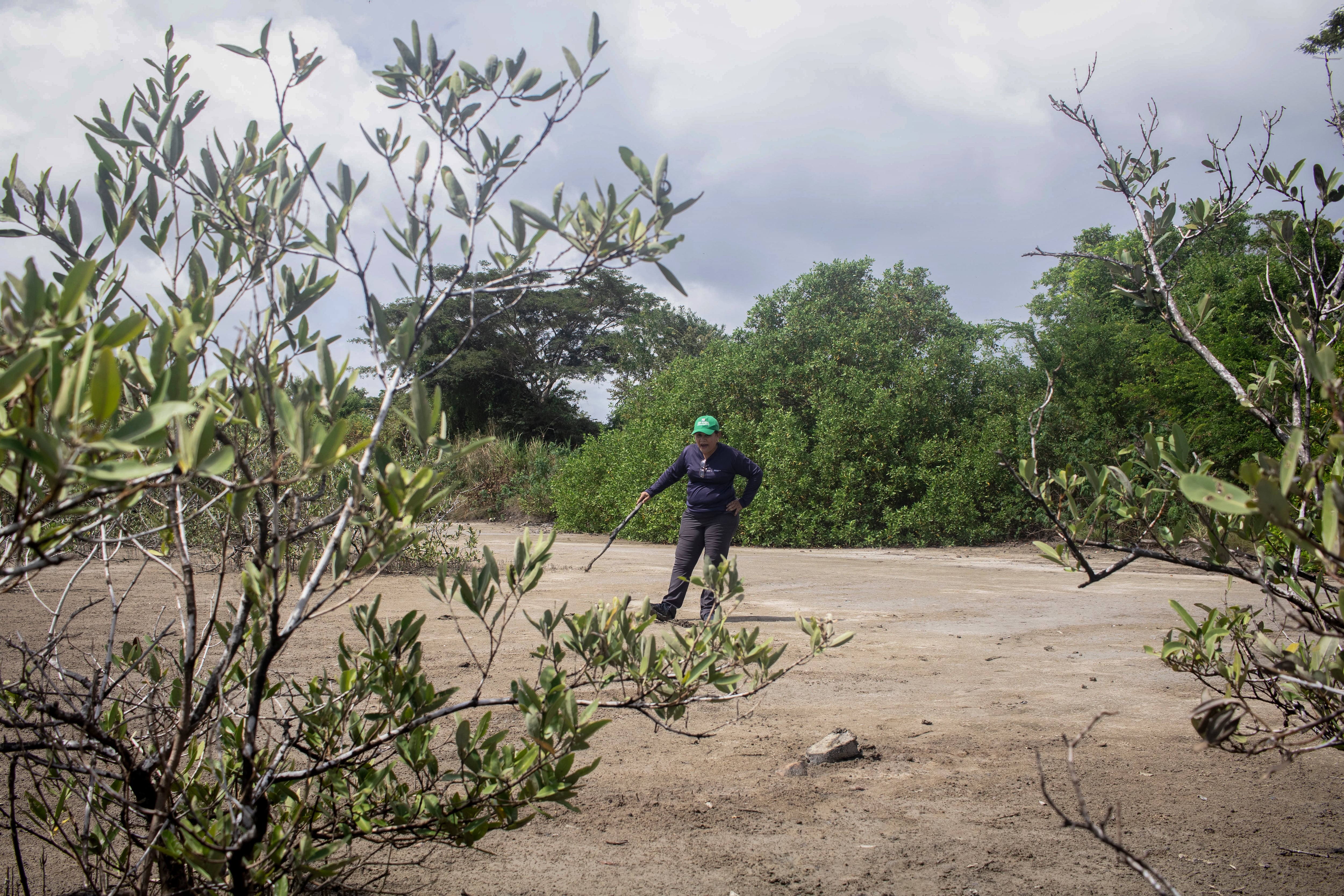 Área de recuperación de manglares en Coclé (Panamá).