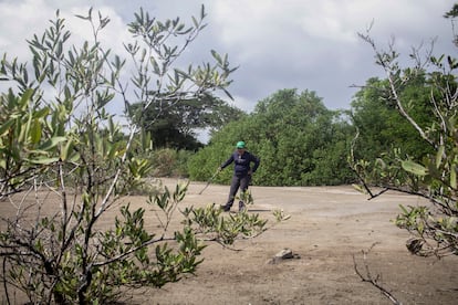 Área de recuperación de manglares en Coclé (Panamá).