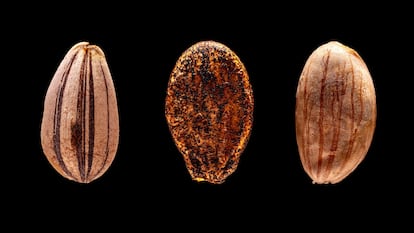 Seeds & Tales
