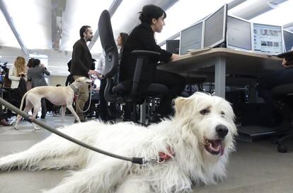 Miko, de 50 kilos, juega en la redacción de EL PAÍS.