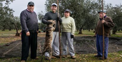 A group of olive growers in Navalvillar de Pela, Badajoz province.