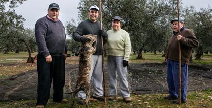 Un grupo de agricultores varean olivos en Navalvillar de Pela, en Badajoz, el pasado jueves.