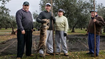 Un grupo de agricultores varean olivos en Navalvillar de Pela, en Badajoz, el pasado jueves.