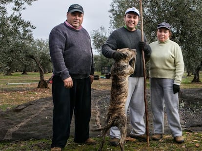A group of olive growers in Navalvillar de Pela, Badajoz province.