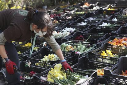 El Jardín Botánico regala tulipanes a los sanitarios como agradecimiento por sus esfuerzos en la lucha contra la expansión del coronavirus. Las flores son trasladadas a los centros hospitalarios por agentes de la policía municipal.