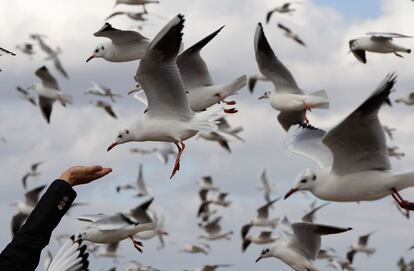 Un hombre tiende su mano para da de comer a una gaviota en el lago Dianchi, en la provincia de Kunming,  al suroeste de China. Miles de gaviotas emigran desde Siberia todos los años para pasar el invierno en latitudes menos severas.