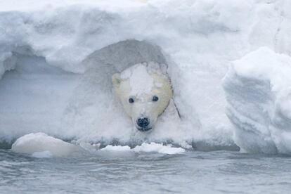 Un cachorro de oso polar en la nieve, en el Refugio Nacional de Vida Silvestre del Ártico en 2014, en Alaska (EE UU), el 11 de diciembre de 2014.