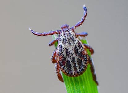 Una garrapata Dermacentor.