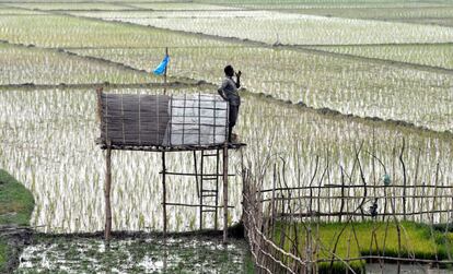 Un agricultor indio mira su cultivo de arroz desde una plataforma, en el distrito de Morigaon (India).