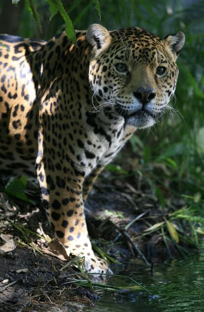 Un jaguar mexicano.