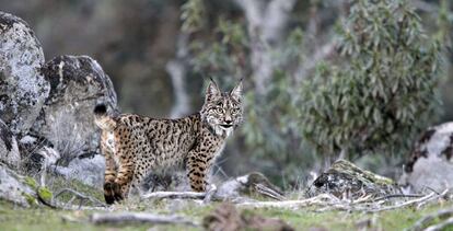 Imagen de un lince ibérico en la sierra de Andújar, donde viven más de 200 ejemplares. 