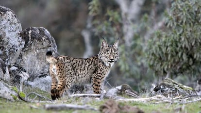 Imagen de un lince ibérico en la sierra de Andújar, donde viven más de 200 ejemplares. 