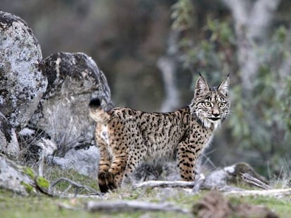 Imagen de un lince ibérico en la sierra de Andújar, donde viven más de 200 ejemplares. 