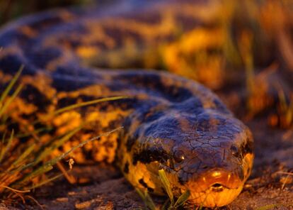 Una anaconada en el parque nacional del Pantanal Matogrossense, en Brsail.