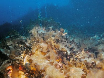 Bosques de kelp dentro de las surgencias.