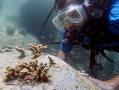 Un buzo inspecciona un trasplante de coral.