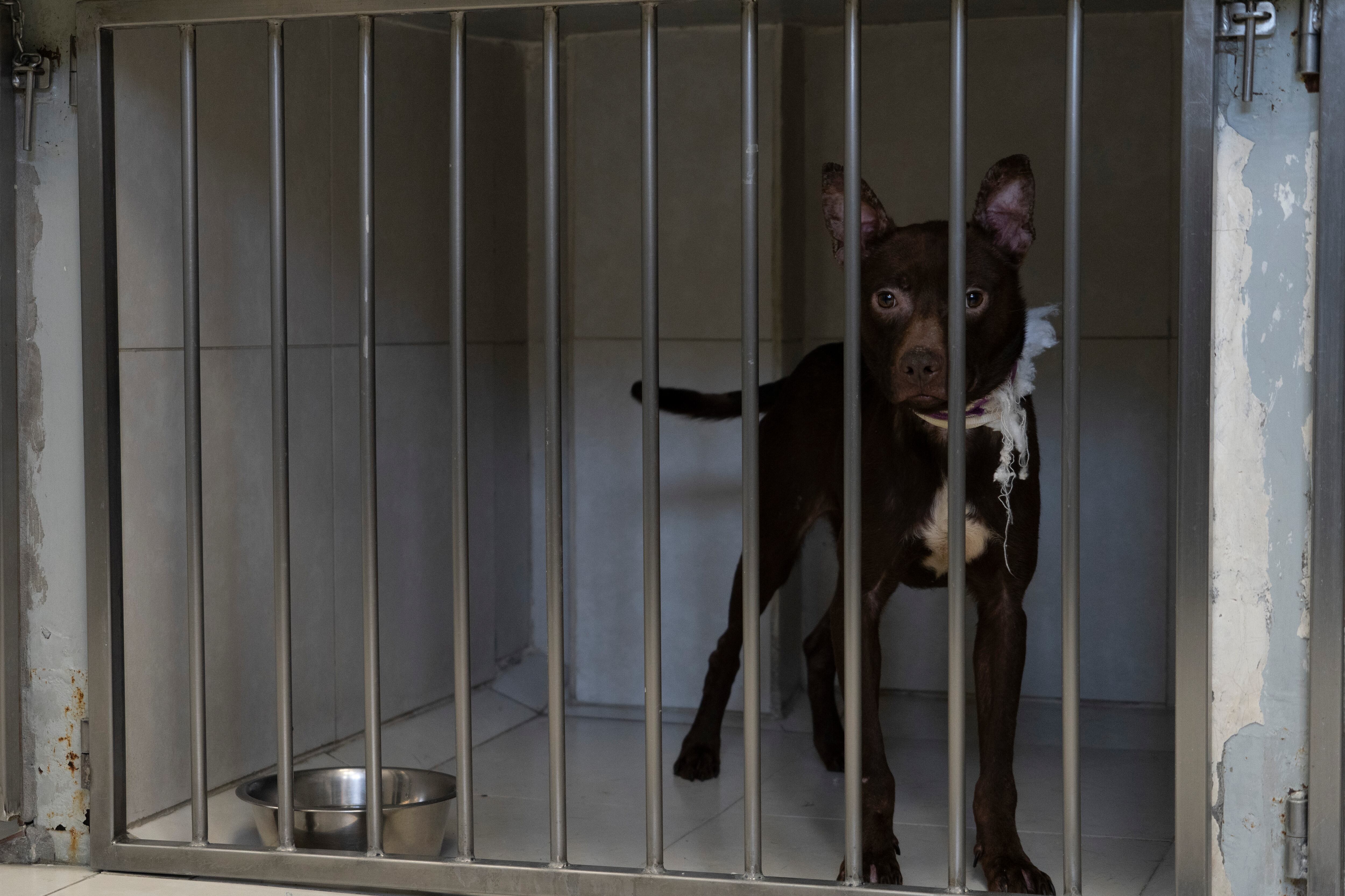 Brownie está en las instalaciones de la Protectora Nacional de Animales, una asociación civil que busca darlo en adopción.