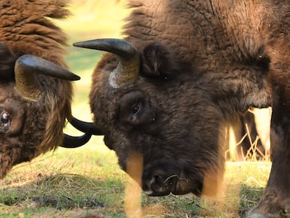 Los bisontes de la sierra de Andújar.