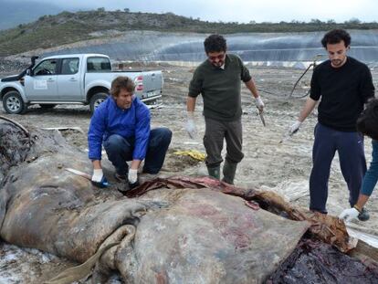 A researcher opens up the stomach of the dead sperm whale, which had ingested nearly 18 kilos of plastic.