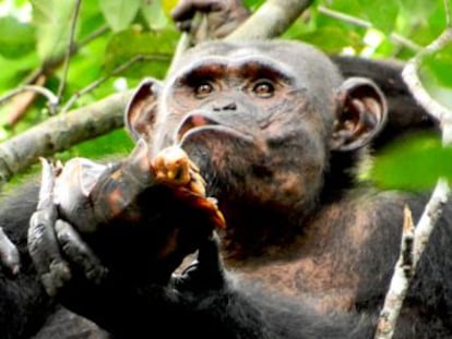 Nuevos descubrimientos amplían la dieta de estos simios y la novedosa tecnología usada para alimentarse aporta pistas sobre la evolución humana