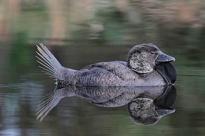 Un ejemplar de pato almizclero ('Biziura lobata'), en Bunbury, Australia.