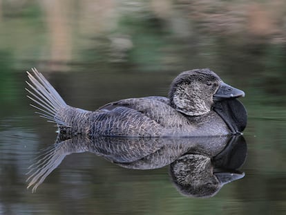 Un ejemplar de pato almizclero ('Biziura lobata'), en Bunbury, Australia.