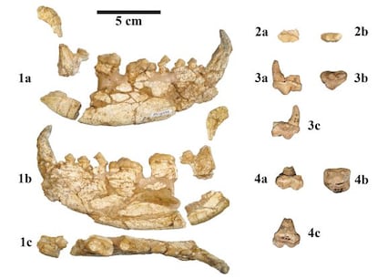 Mandíbula y dientes hallados en el Abocador de Can Mata y Nombrevilla.