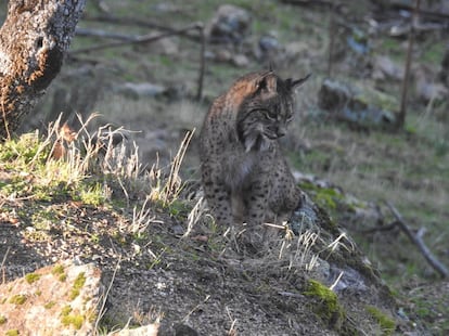 Un lince ibérico, especie que cuenta con más de 2.000 ejemplares.