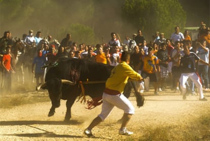 A moment from the 2011 Toro de la Vega hunt in Tordesillas (Valladolid).