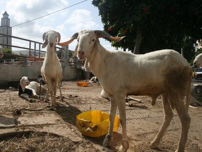Corderos, corderos y más corderos