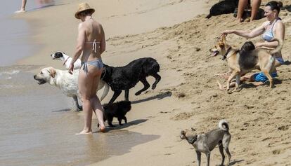 Banyistes i les seves mascotes a la platja de Llevant.