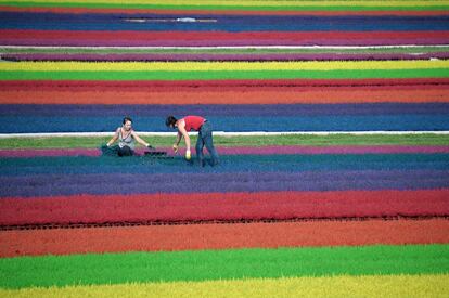 Bischoffsheim (Francia), 6 de septiembre de 2013. Brezo colorido. Horticultores trabajan en un campo de brezo tintado en la localidad francesa de Bischoffsheim.