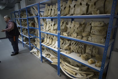 Esqueleto completo de una ballena. Pertenece a la colección de cetáceos, la más completa de la península Ibérica.