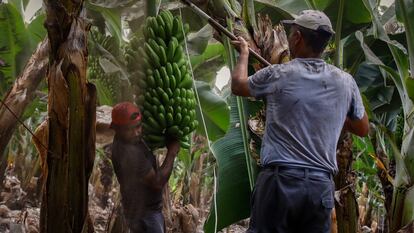 Dos agricultores llenos de ceniza recogen las piñas de plátanos en Tazacorte, La Palma.