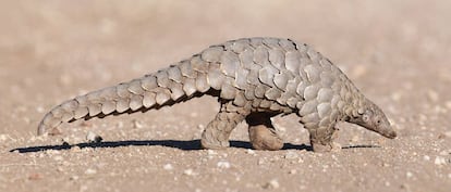 Un pangolín de Temmick, típico del sureste de África.