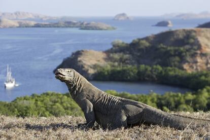 El dragón de Komodo, el mayor reptil del mundo, vive solo en varias islas indonesias, como Rinca y Komodo (en la foto), las más propicias para contemplarlo en persona. En mayo, estas islas todavía están verdes, hay menos lluvias y aún no es temporada alta. Aunque lo más importante es que los dragones se dejan ver en zonas abiertas, antes de que el inicio del celo los lleve a refugiarse a los bosques y ser más esquivos.